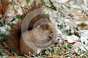 Red squirrel in the park