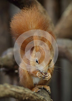 Red Squirrel