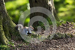 Red squirrel