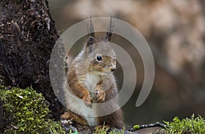 Red squirrel img