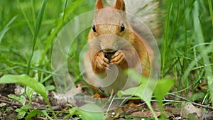 Red squirrel deftly gnaws nuts in the park