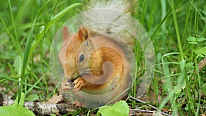 Red squirrel deftly gnaws nuts in the park