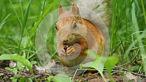 Red squirrel deftly gnaws nuts in the park