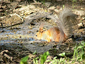 Red squirrel drinking water