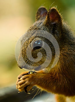 Red squirrel with a drop of water on the paw photo