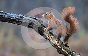 Red squirrel in a Dutch forrest