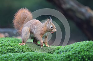 Red squirrel in a Dutch forrest