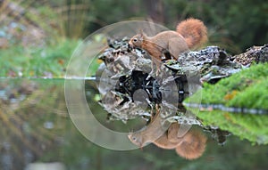 Red squirrel in a Dutch forrest