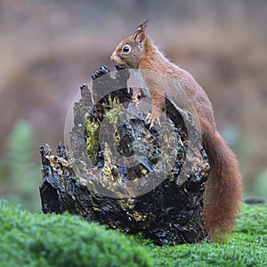 Red squirrel in a Dutch forrest