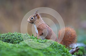 Red squirrel in a Dutch forrest
