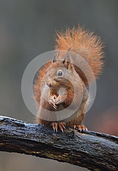 Red squirrel in a Dutch forrest