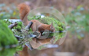 Red squirrel in a Dutch forrest