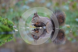 Red squirrel in a Dutch forrest