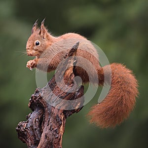 Red squirrel in a Dutch forrest