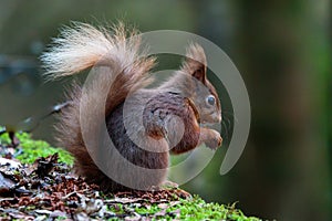 Red Squirrel Eating