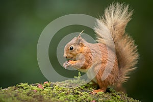 Red Squirrel Eating