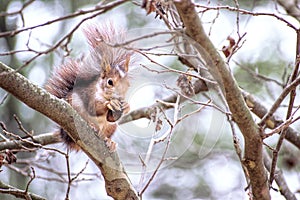 Red Squirrel eating acorn standing on the branch of a tree in Fuentes del Marques, Caravaca, Spain