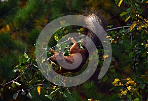 Squirrel eating berries on a tree