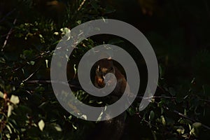 Squirrel eating berries on a tree