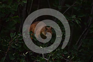 Squirrel eating berries on a tree