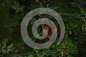 Squirrel eating berries on a tree