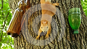 Red Squirrel eating from bottle feeder on the tree and looking at camera