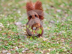 Red squirrel eating flowers from a tree branch