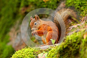 Red squirrel eating with green background