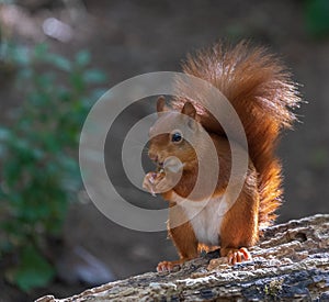 Red squirrel eating a hazelnut