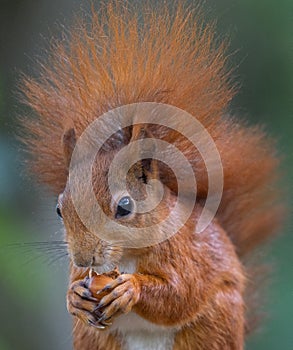 Red squirrel eating a hazelnut