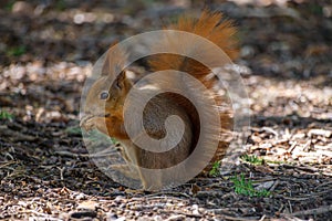 Red squirrel eating a hazelnut photo