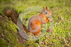 Red squirrel eating hazelnuts