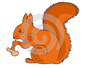 Red squirrel eating mushroom.