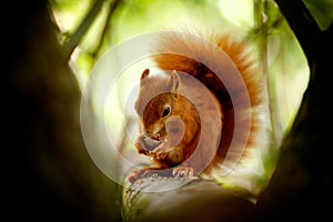 Red squirrel eating a nut