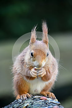 Red Squirrel Eating Nut