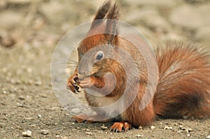 Red Squirrel