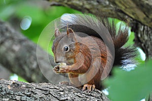 Red Squirrel