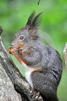 Red Squirrel