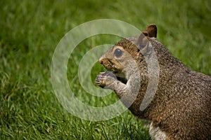 Red squirrel eating nut