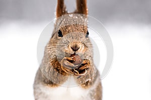 Red squirrel eating nut on blurred forest background, closeup vi