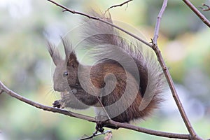 red squirrel eating nut on a branch