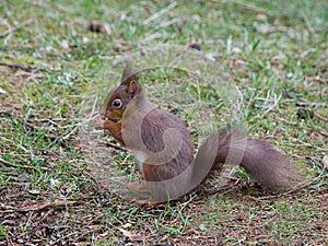 Red Squirrel eating nut on the ground photo