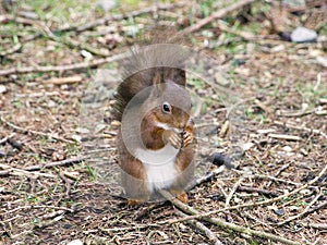 Red Squirrel eating nut on the ground photo