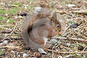 Red Squirrel eating nut on the ground photo