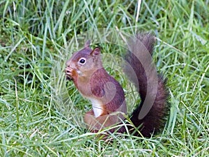 Red Squirrel eating nut on the ground photo