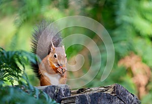 Red squirrel eating nut on a tree log