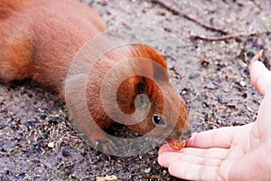 Red squirrel eating nuts from the hand of a tourist