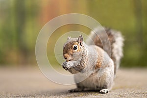 Red squirrel eating nuts in nature. Cute animal with a funny look in the park. A mammal with a large and fluffy tail. Photo of