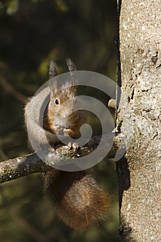 Red squirrel eating nuts, Vosges France