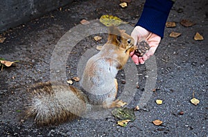 A red squirrel eating nuts from a womanâ€™s hand on the walkway in the park in autumn